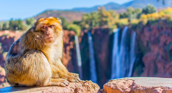 Full day private day tour to ouzoud waterfalls from marrakech