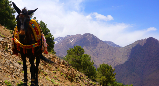 Full Day Private Trip To Imlil Kasbah And Asni Village From Marrakech